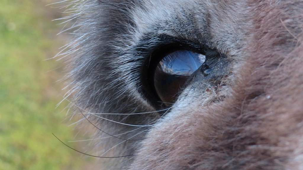 "ANIMALITÉS" le film documentaire de Benoît Maestre visible en ligne - RegardOcc